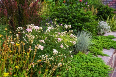 Beautiful green garden with different plants on summer day