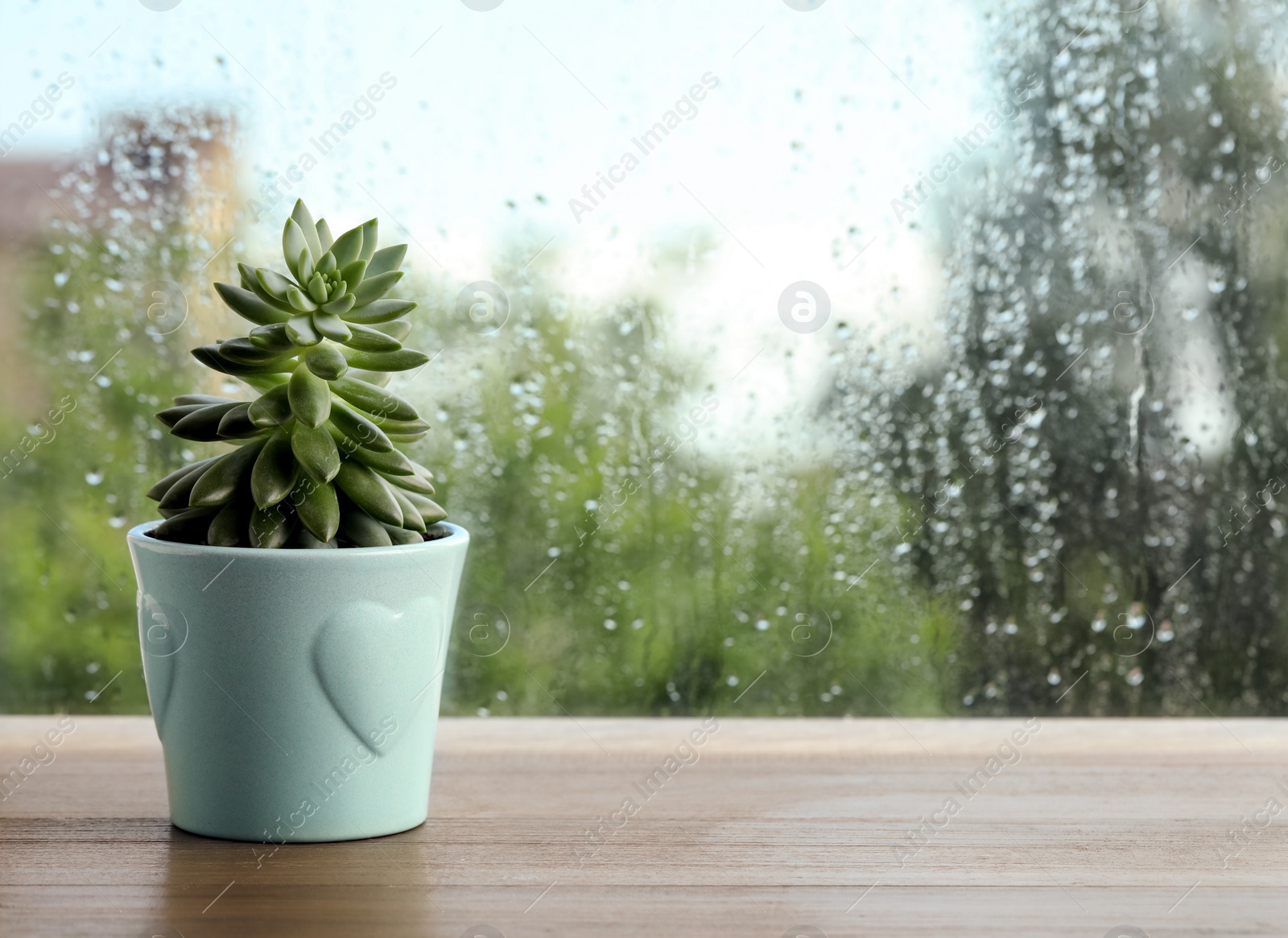 Photo of Potted succulent near window on rainy day. Space for text