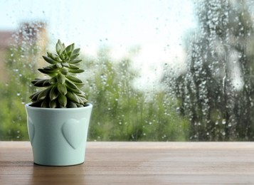 Photo of Potted succulent near window on rainy day. Space for text