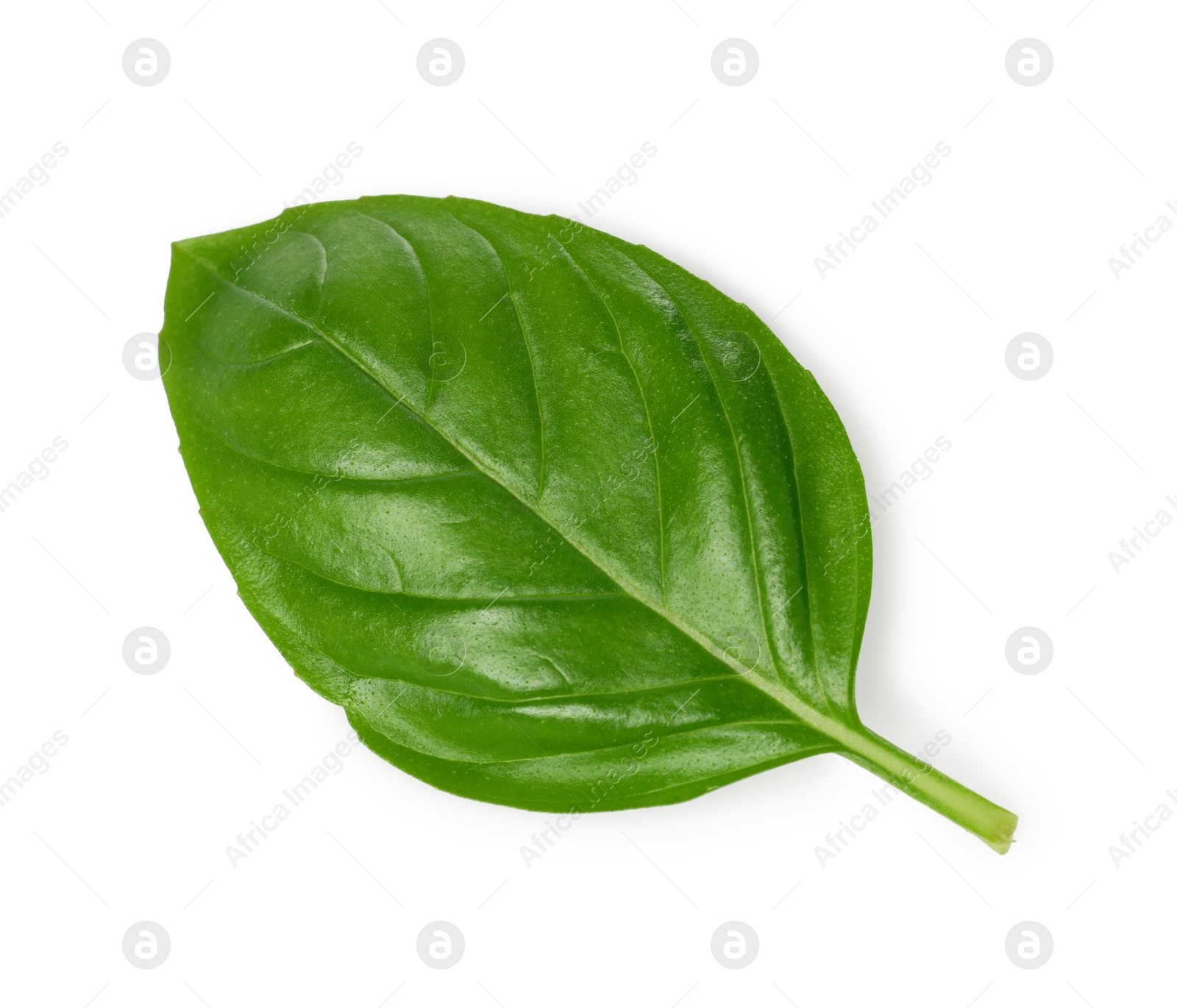 Photo of One green basil leaf isolated on white, top view