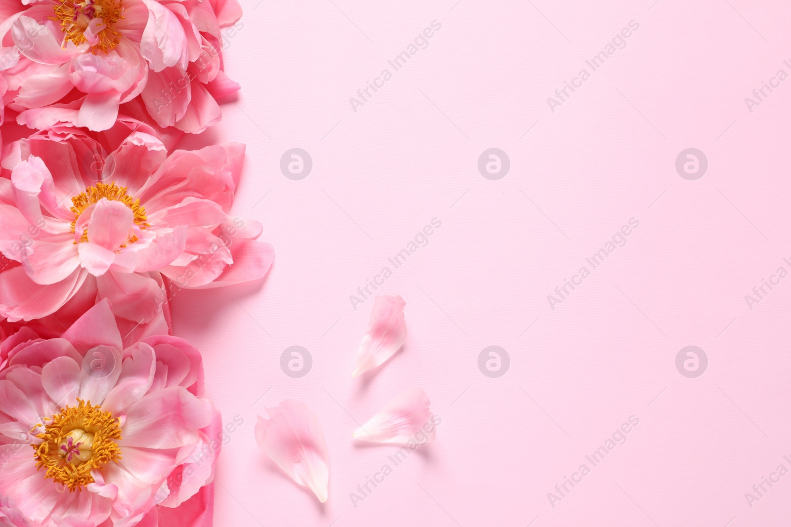 Photo of Beautiful peonies on pink background, flat lay. Space for text