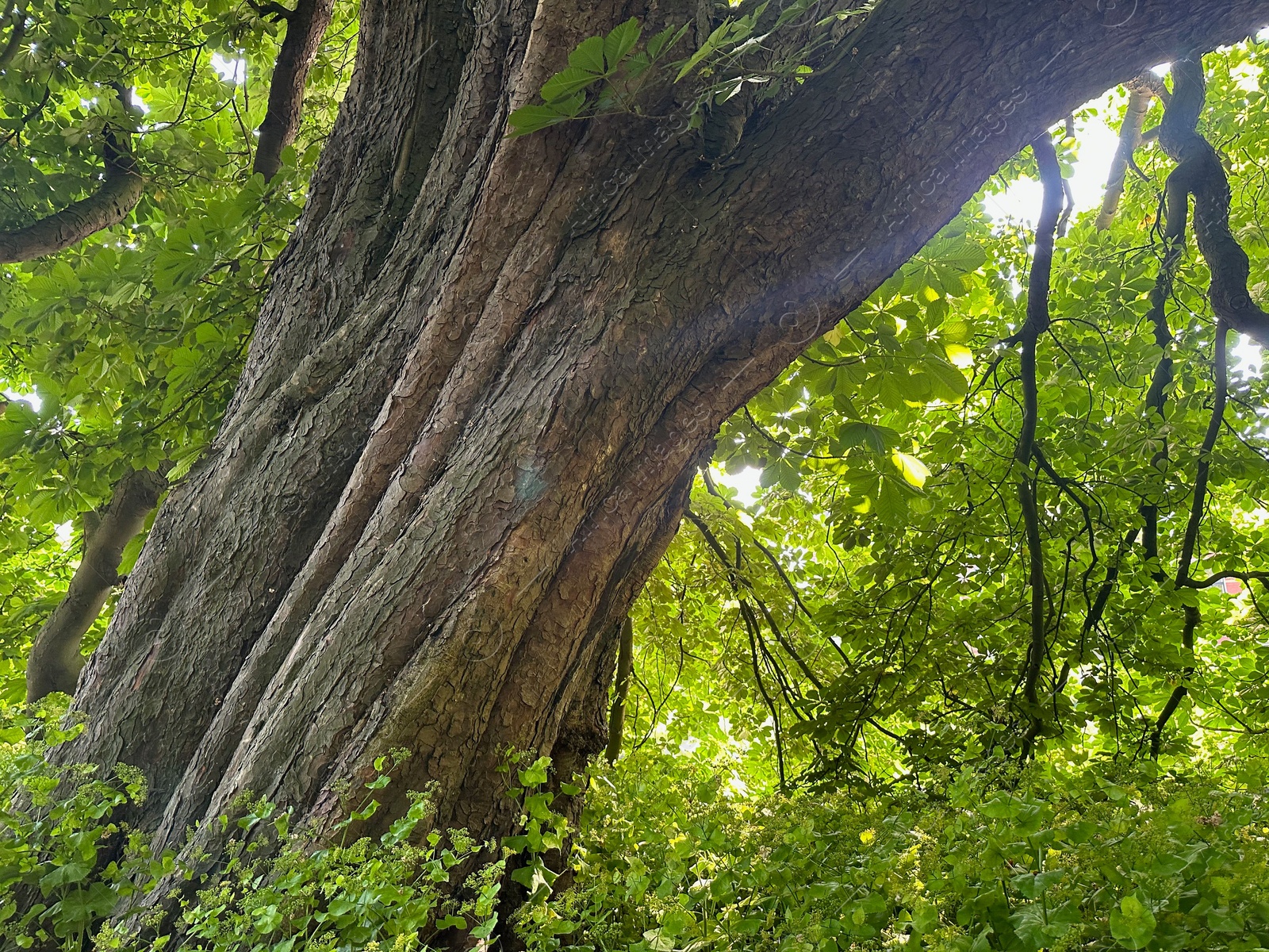 Photo of Beautiful chestnut tree with lush green leaves growing outdoors