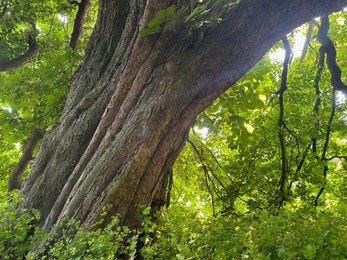 Photo of Beautiful chestnut tree with lush green leaves growing outdoors