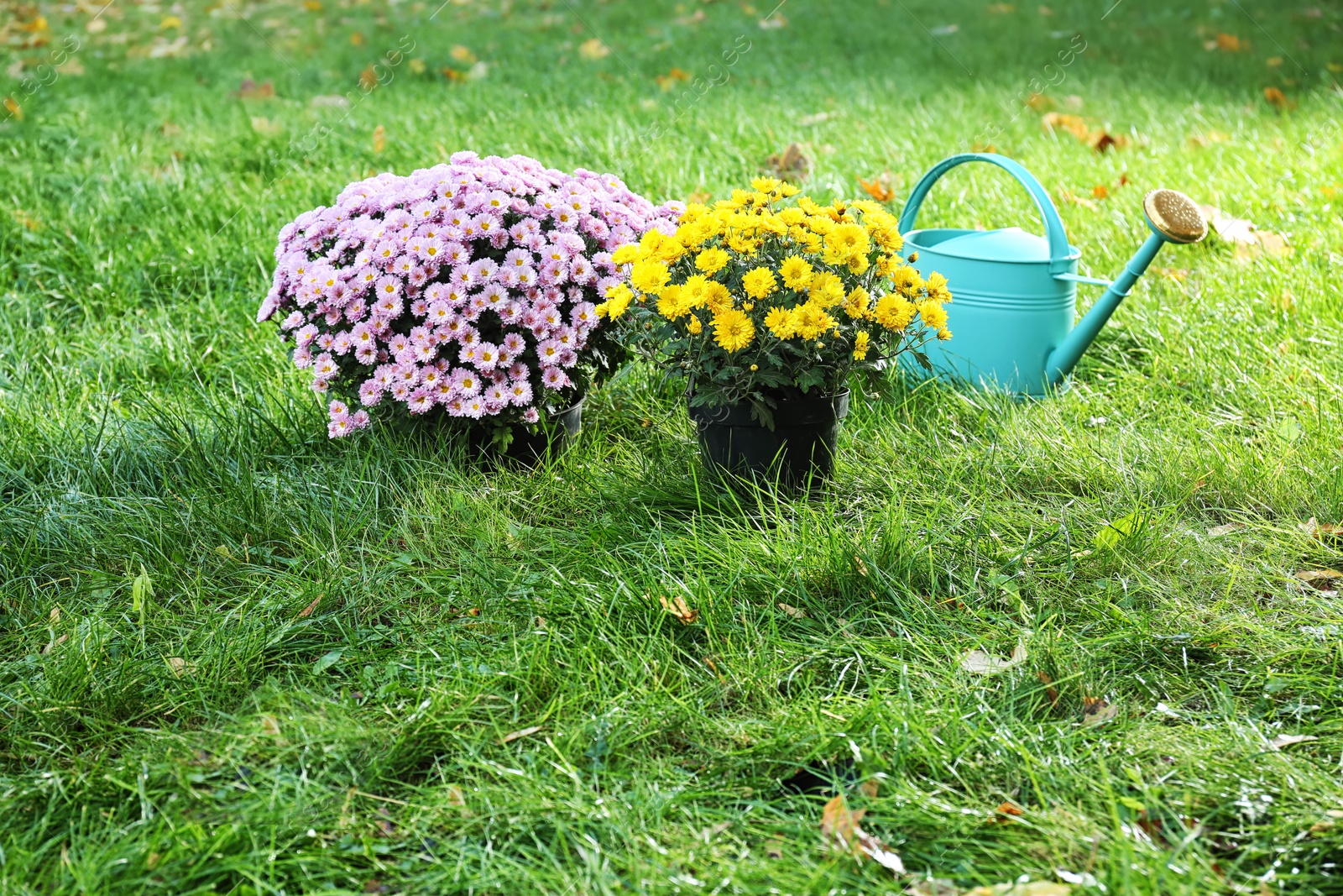 Photo of Beautiful colorful chrysanthemum flowers and watering can on green grass