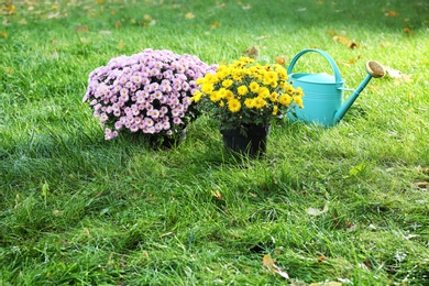 Beautiful colorful chrysanthemum flowers and watering can on green grass