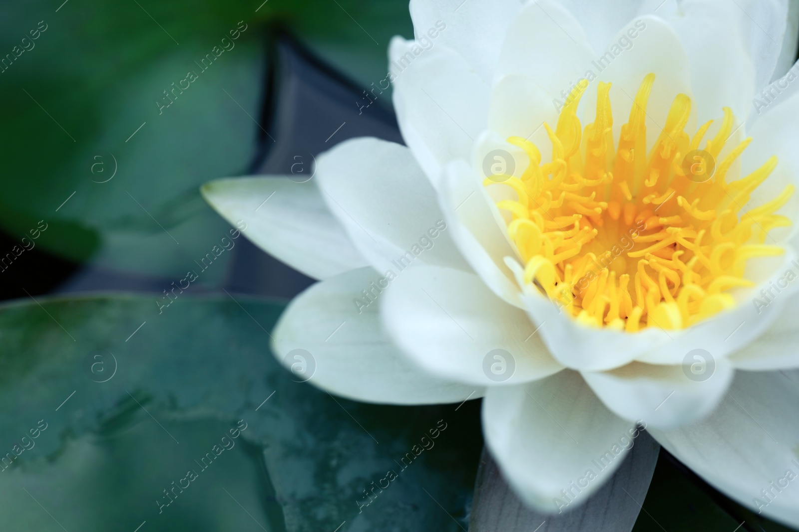 Photo of Beautiful white lotus flower in pond, closeup