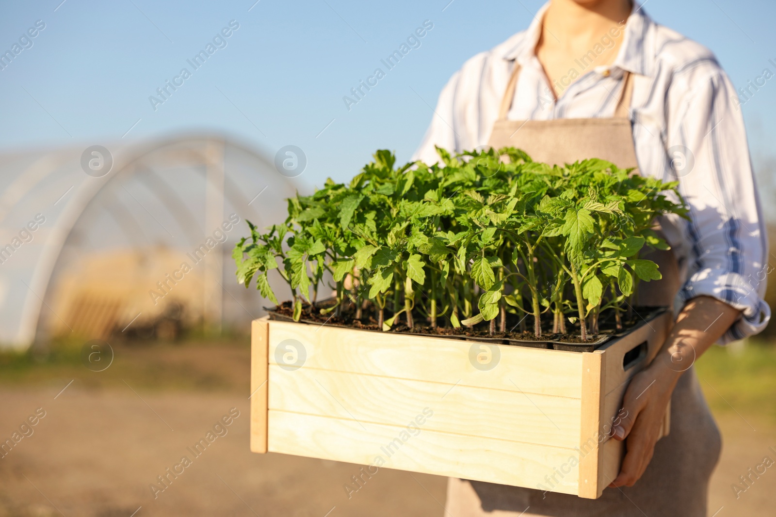 Photo of Woman holding wooden crate with tomato seedlings near greenhouse outdoors, closeup