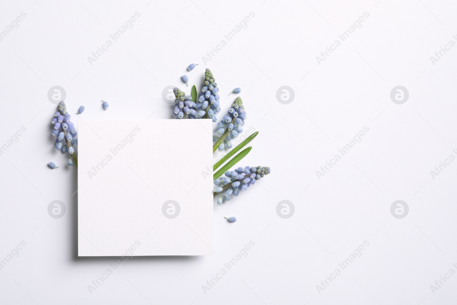 Photo of Empty card and spring muscari flowers on white background, top view. Space for text