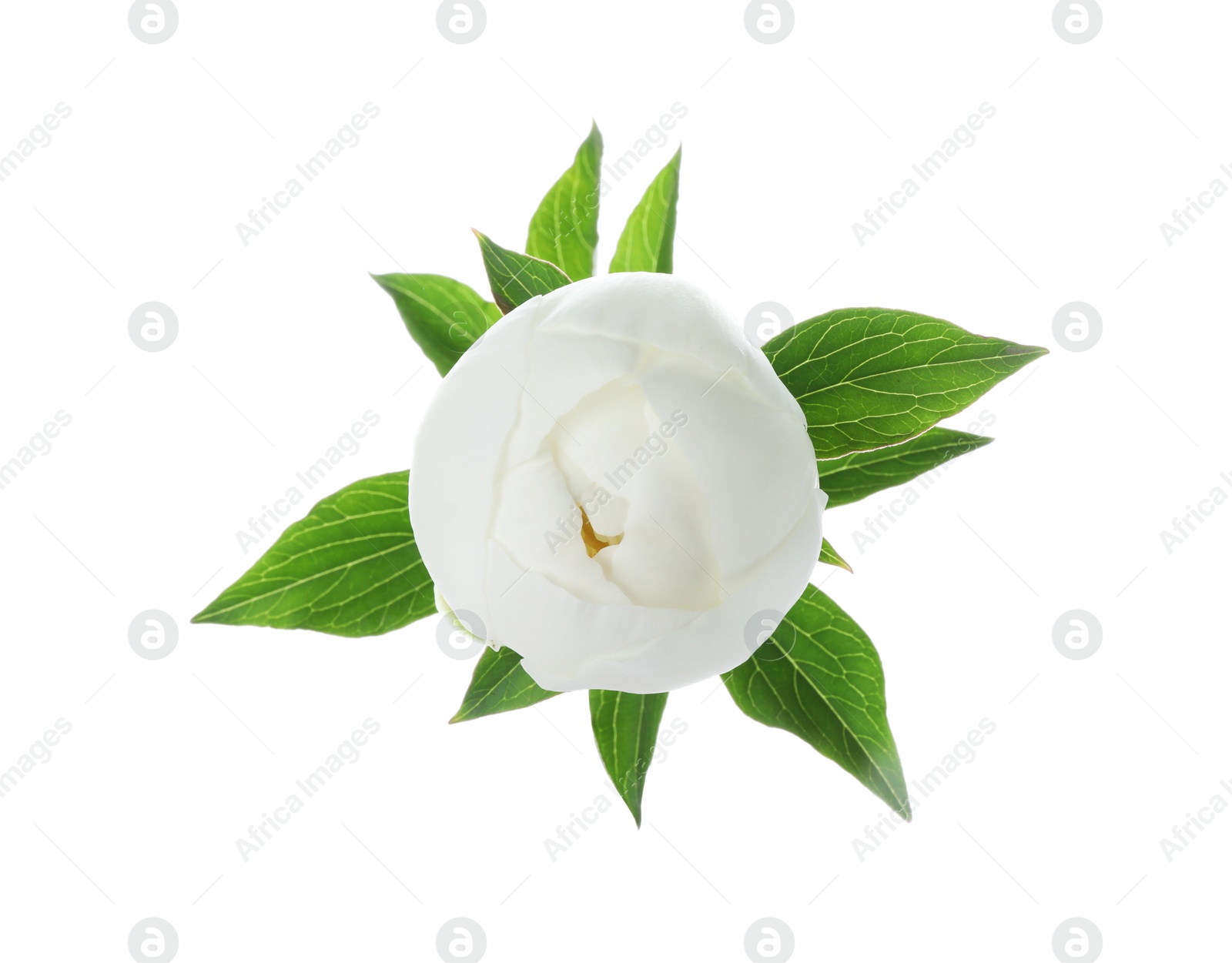 Photo of Beautiful blooming peony flower isolated on white