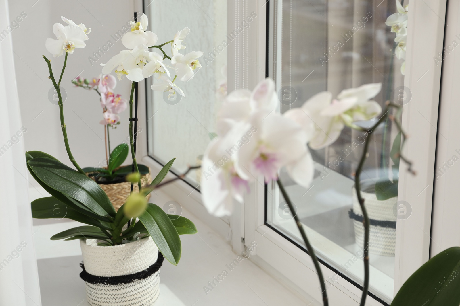 Photo of Blooming orchid flowers in pots on windowsill, closeup