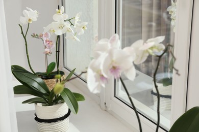 Photo of Blooming orchid flowers in pots on windowsill, closeup