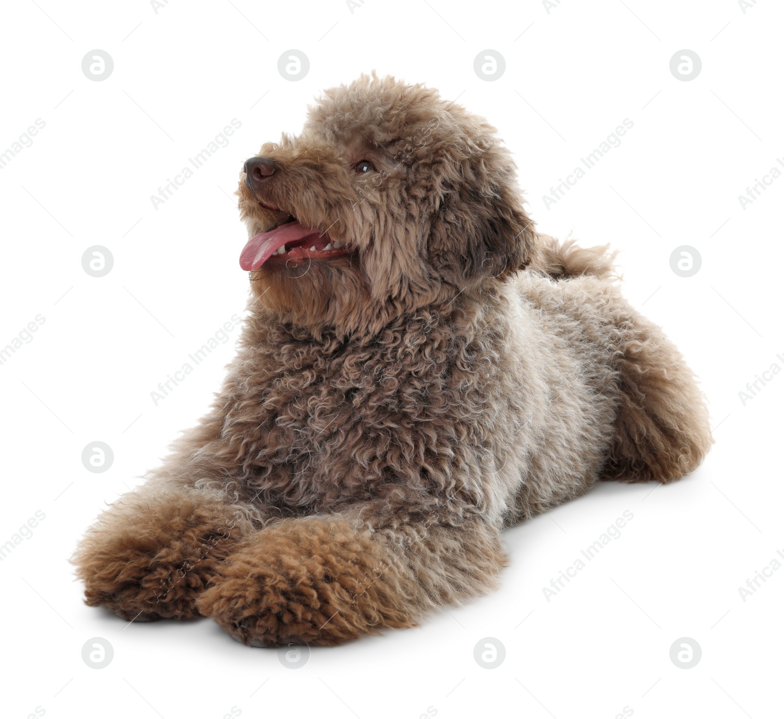 Photo of Cute Toy Poodle dog on white background