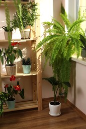 Beautiful houseplants in pots near window indoors. House decor