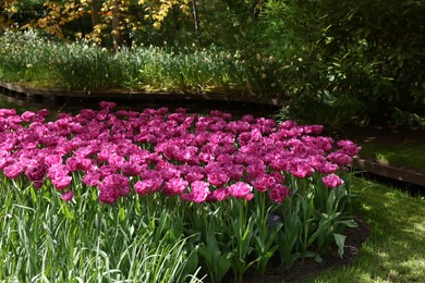 Photo of Park with beautiful tulip flowers. Spring season