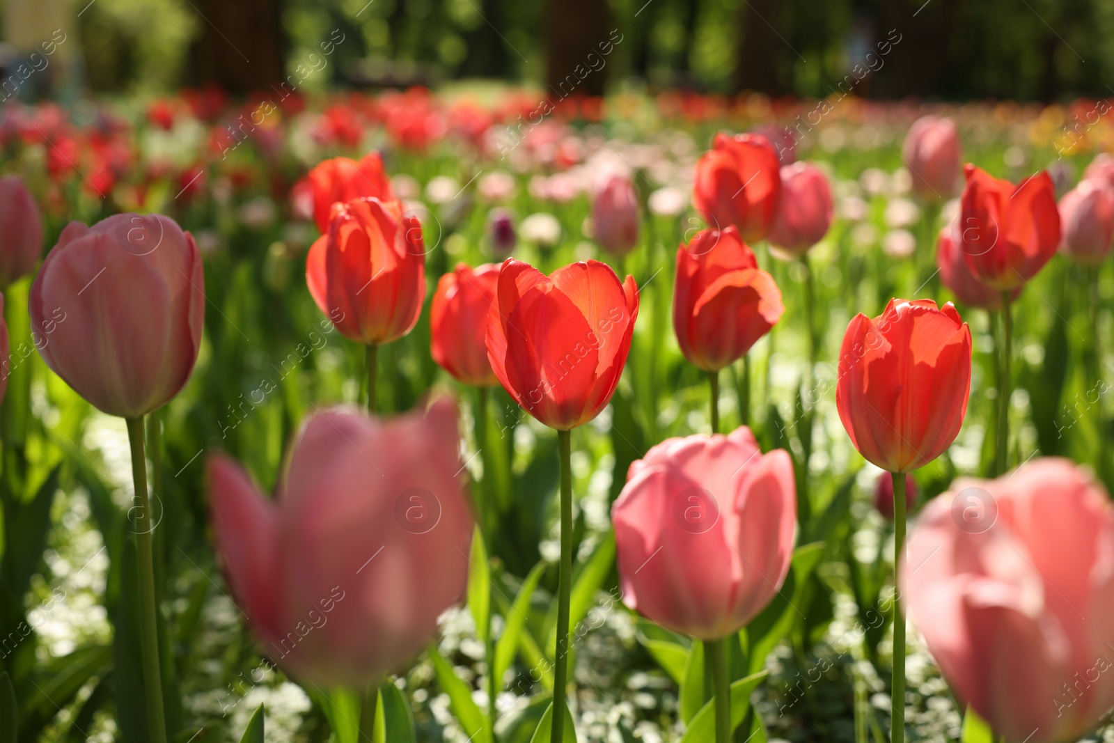 Photo of Beautiful bright tulips growing outdoors on sunny day, closeup