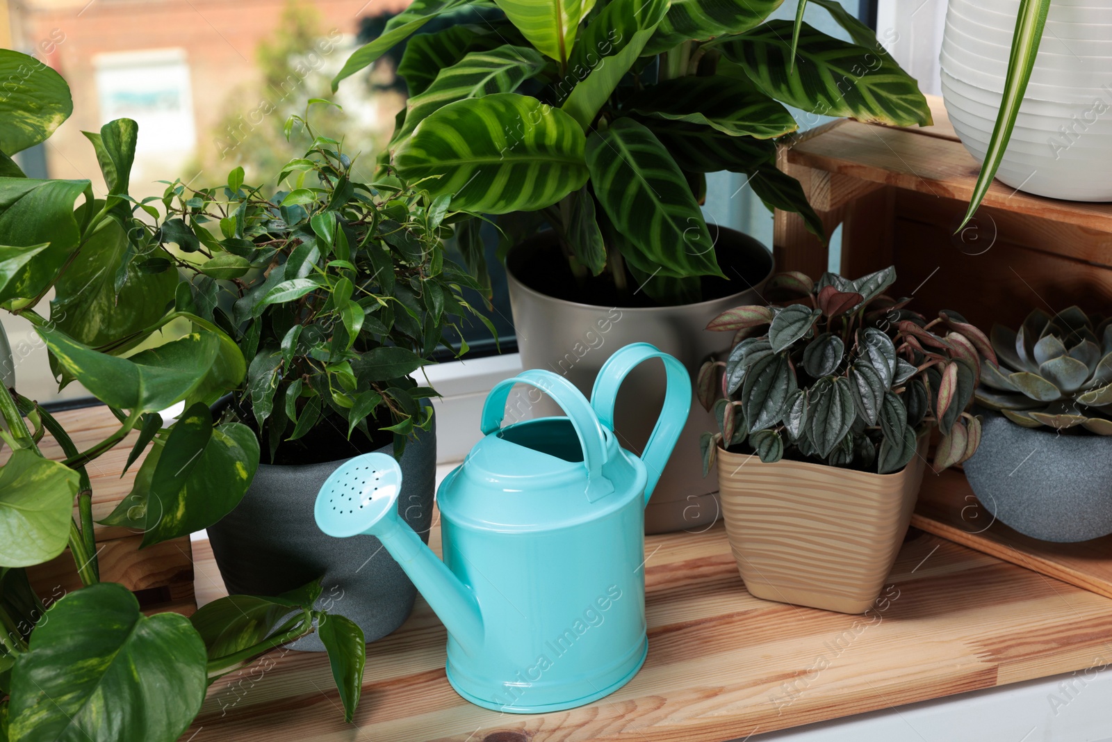 Photo of Different beautiful houseplants and light blue metal watering can on window sill indoors