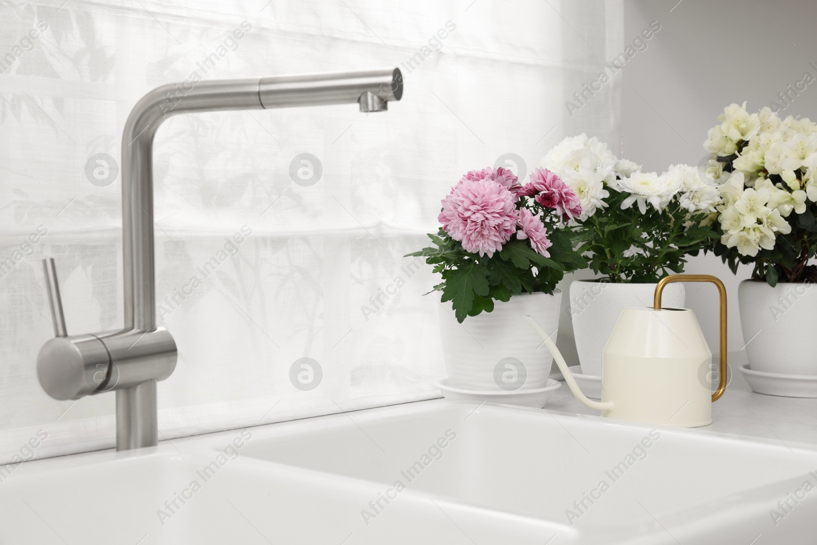 Photo of Pots with beautiful chrysanthemum, azalea flowers and watering can on white countertop in kitchen