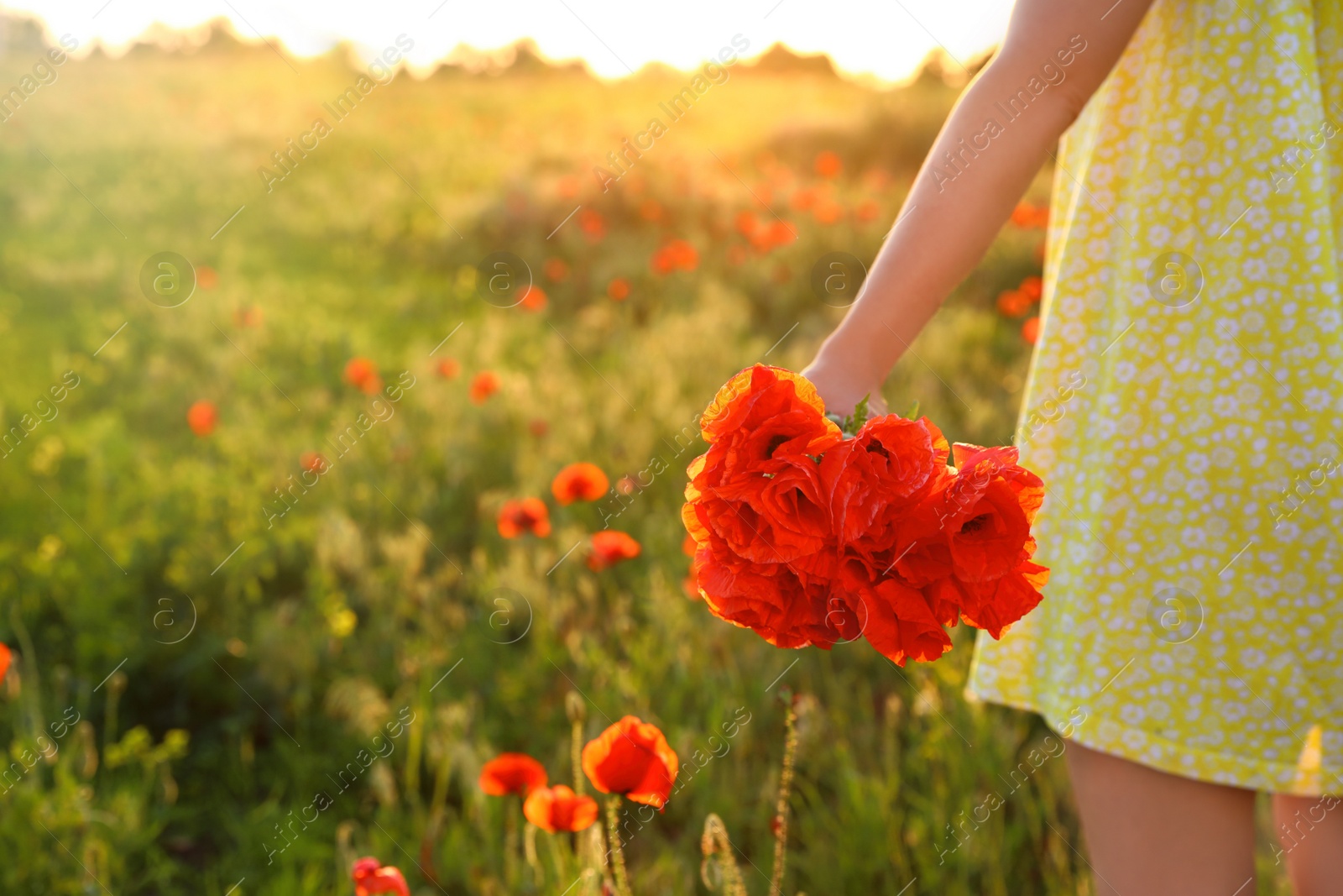 Photo of Woman with bouquet of poppies in field on sunny day, closeup. Space for text