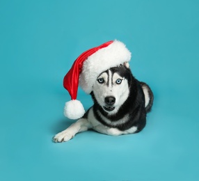 Photo of Cute Siberian Husky dog in Santa hat on blue background. Space for text
