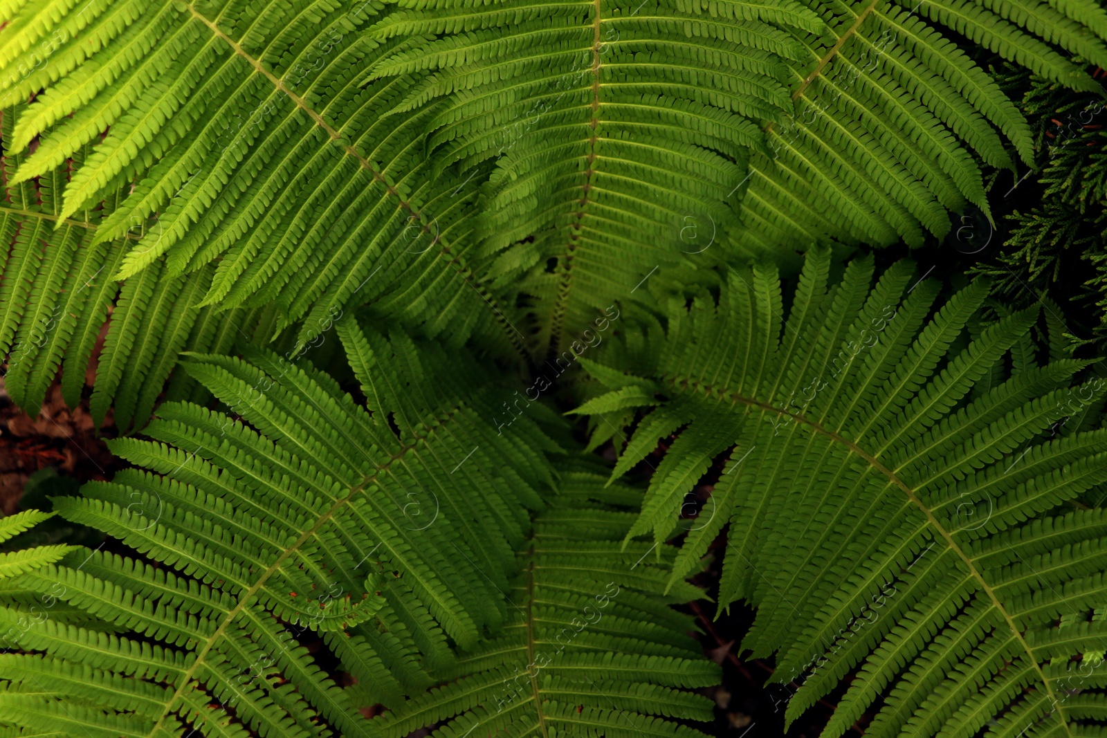 Photo of Beautiful fern with lush green leaves growing outdoors, closeup