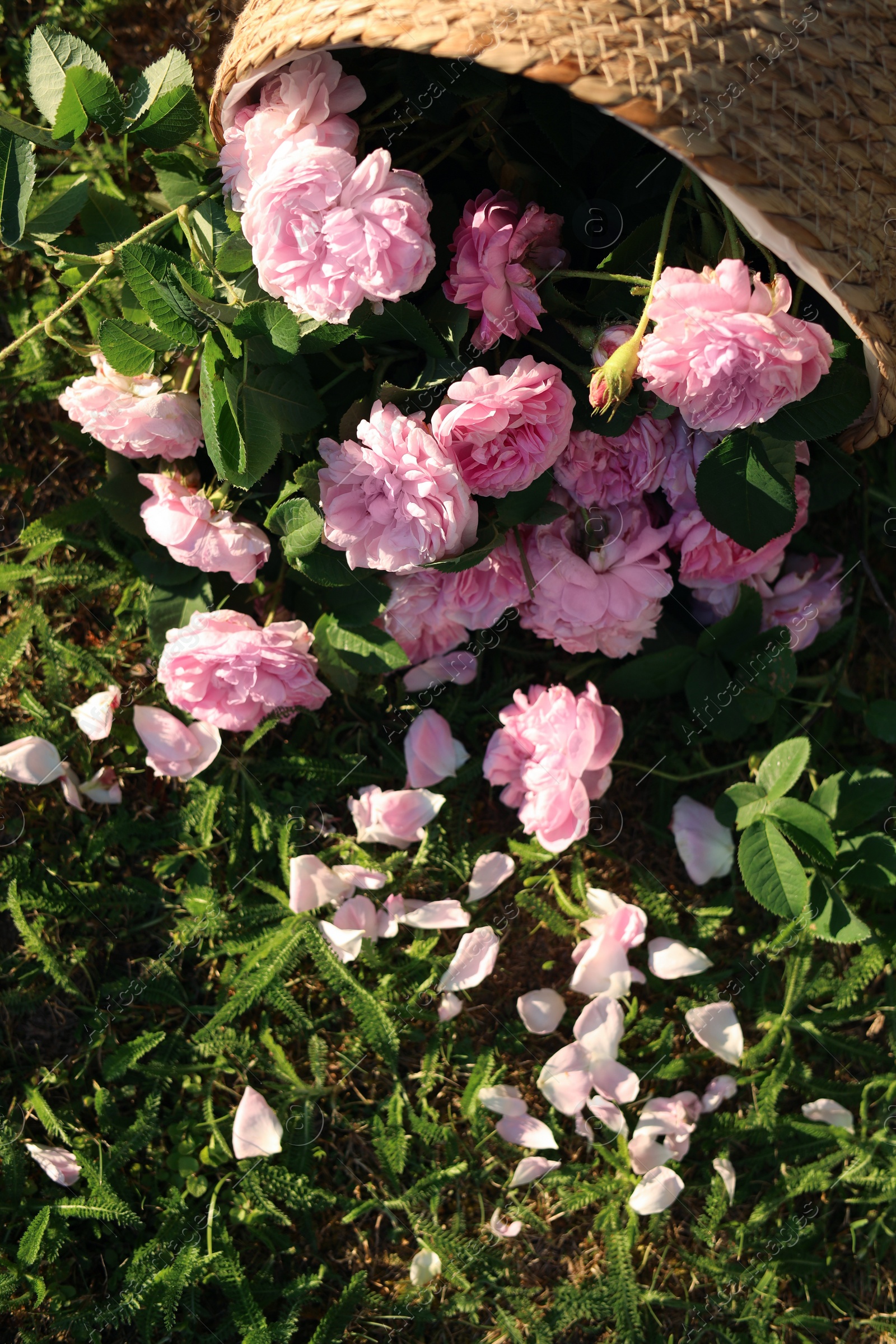 Photo of Overturned wicker basket with beautiful tea roses on green grass in garden, flat lay