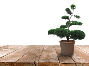 Image of Beautiful bonsai tree in pot on wooden table against white background