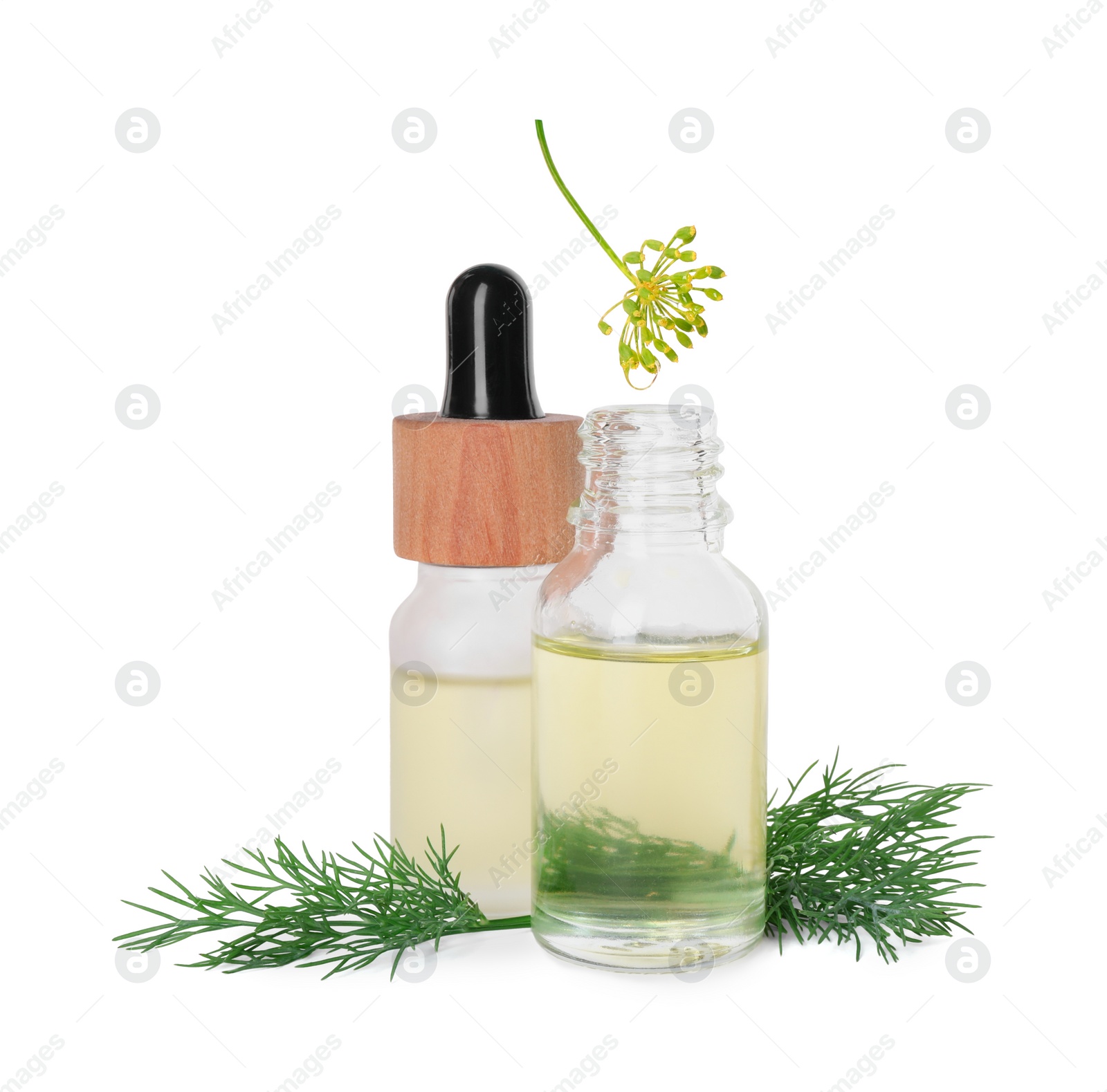 Photo of Bottles of essential oil and fresh dill isolated on white