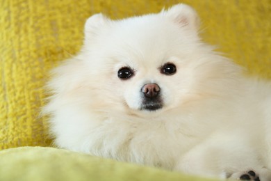 Photo of Cute fluffy Pomeranian dog indoors, closeup. Lovely pet