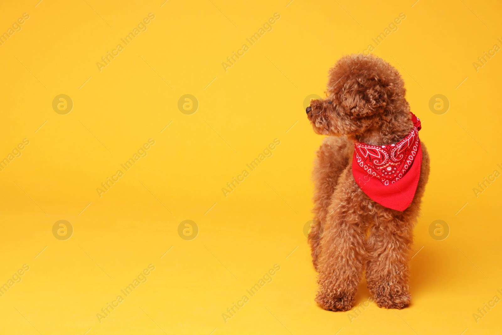 Photo of Cute Maltipoo dog with bandana on orange background. Space for text