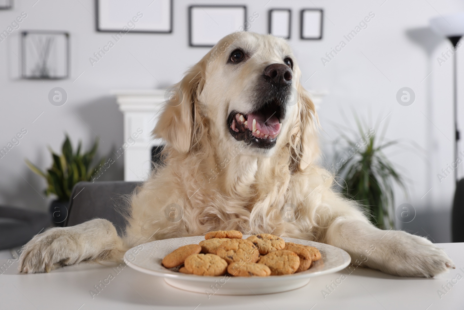 Photo of Cute retriever sitting at table near plate of cookies indoors