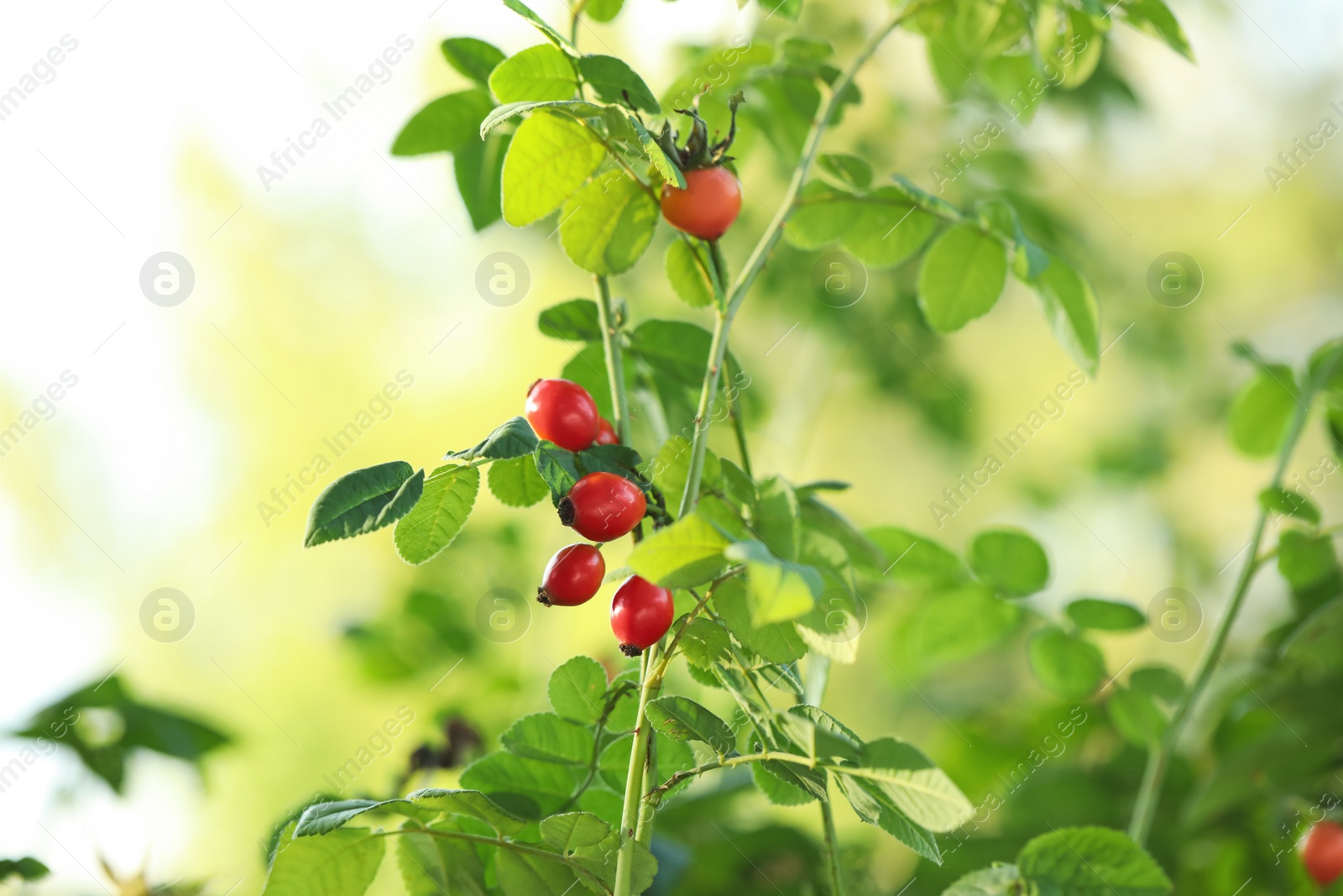 Photo of Rose hip bush with ripe red berries in garden