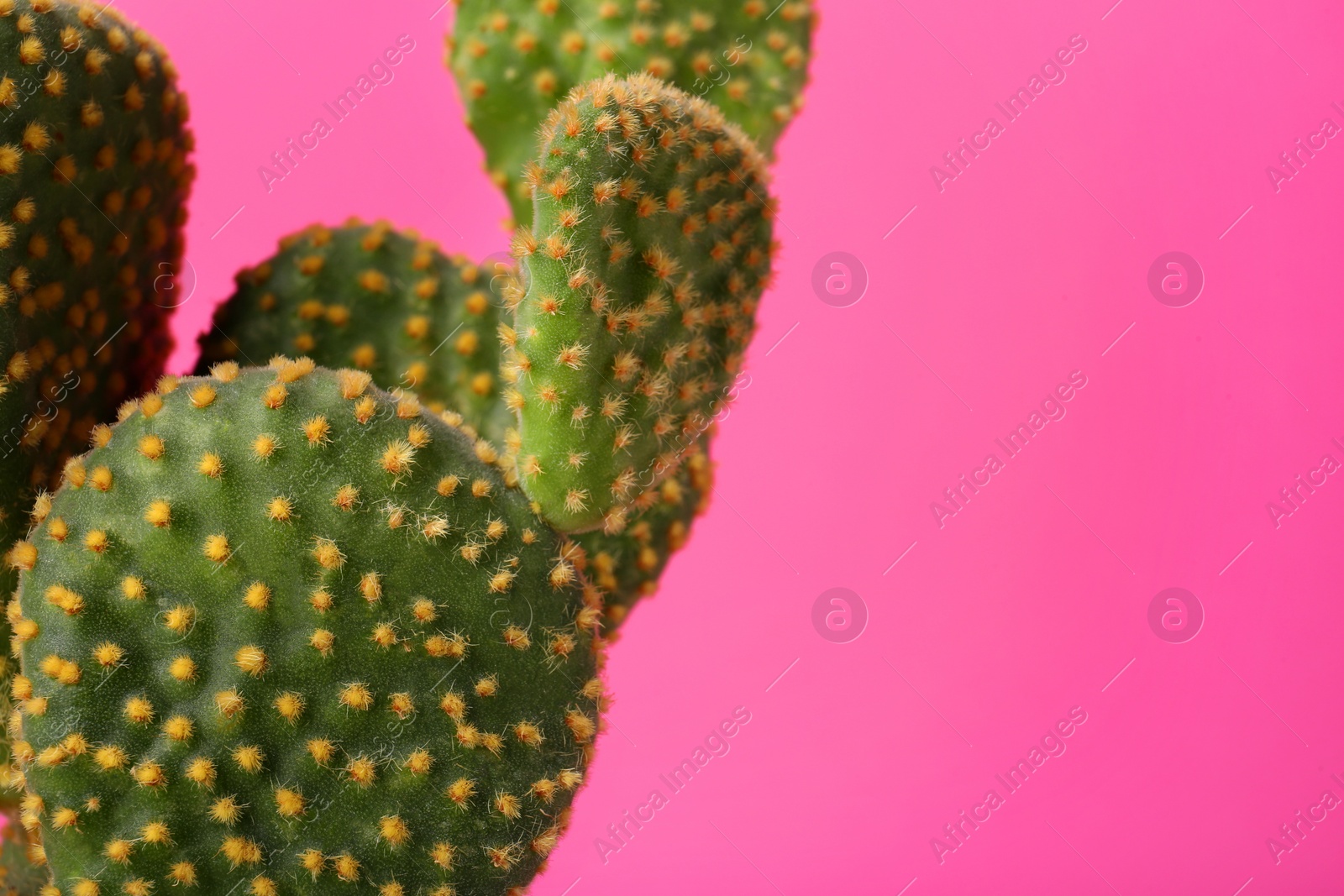 Photo of Beautiful green Opuntia cactus on pink background, closeup. Space for text