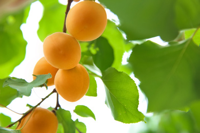 Photo of Delicious ripe apricots on tree outdoors, closeup