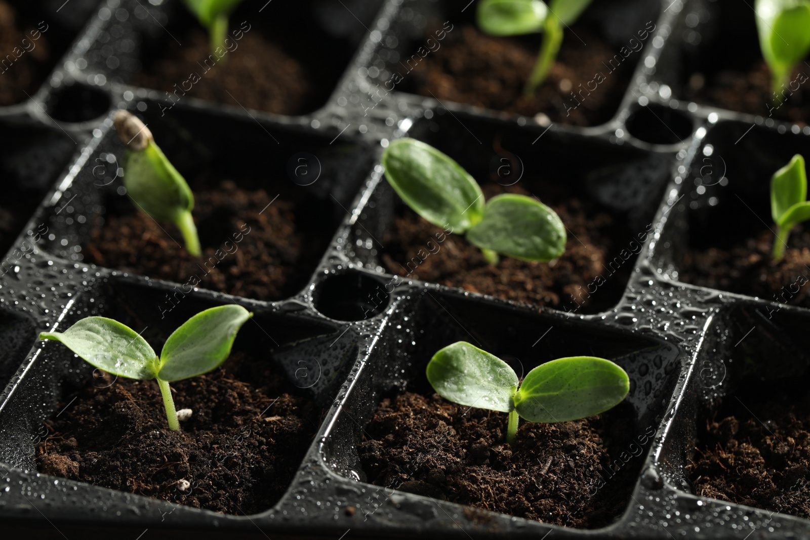 Photo of Seedling tray with young vegetable sprouts, closeup