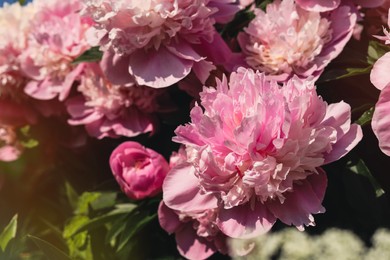 Photo of Wonderful pink peonies in garden outdoors, closeup. Space for text