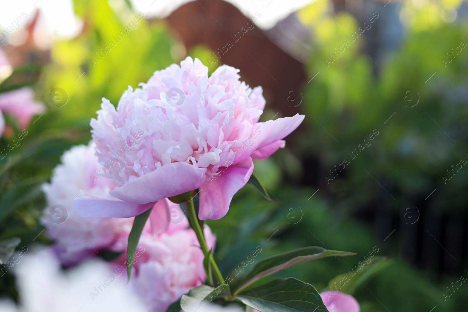 Photo of Blooming peony plant with beautiful pink flowers outdoors, closeup. Space for text