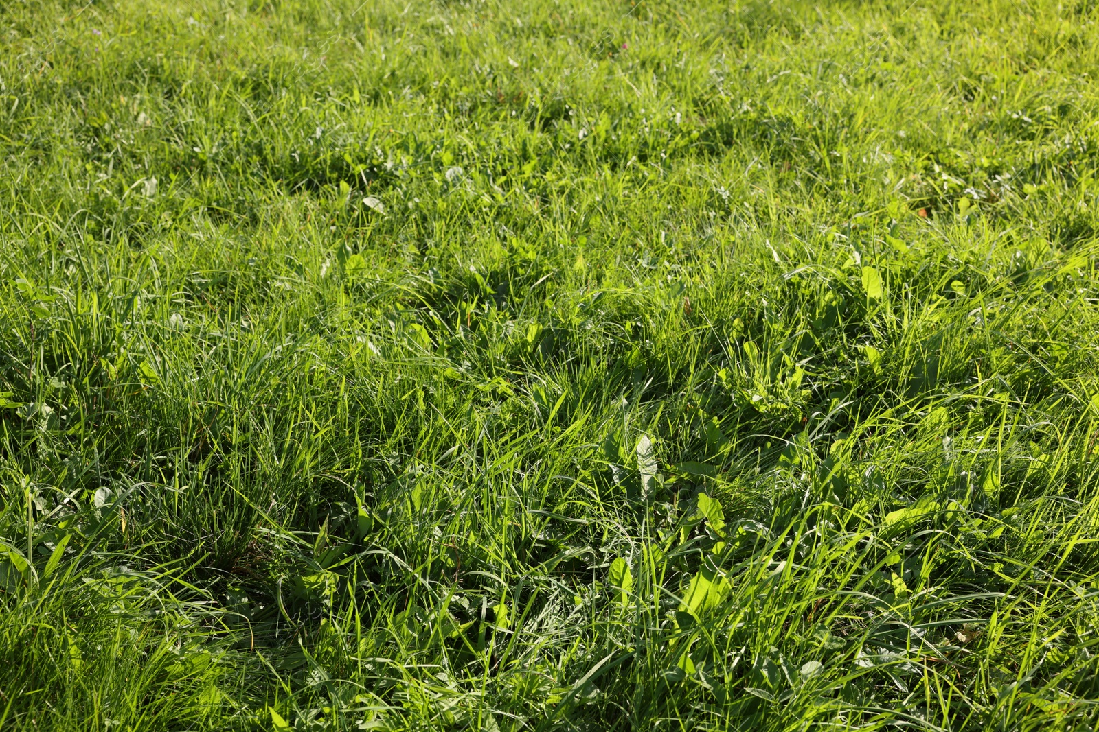 Photo of View of green meadow on sunny day