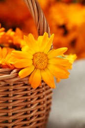 Photo of Beautiful fresh calendula flowers in wicker basket on blurred background, closeup