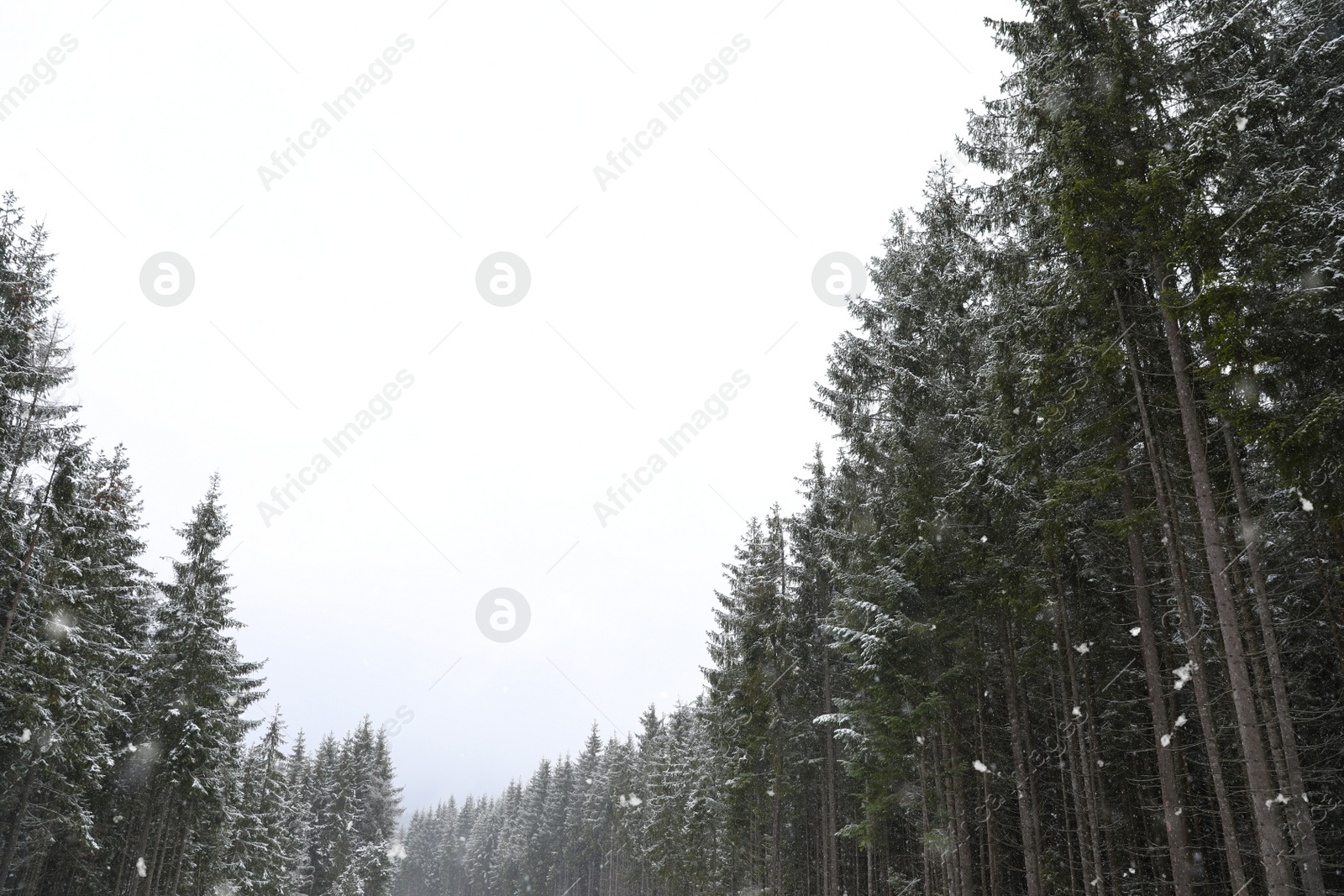 Photo of Beautiful view of conifer forest on snowy winter day