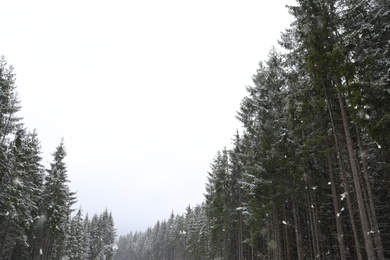 Photo of Beautiful view of conifer forest on snowy winter day