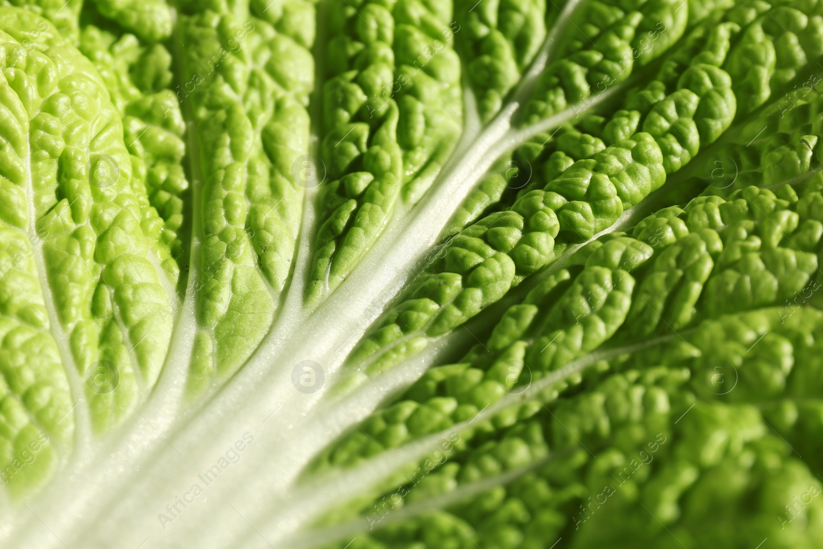 Photo of Fresh ripe Chinese cabbage as background, top view