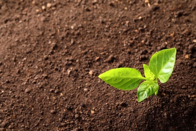 Photo of Young plant in fertile soil, top view with space for text. Gardening time