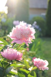 Photo of Blooming peony plant with beautiful pink flowers outdoors on sunny day, closeup