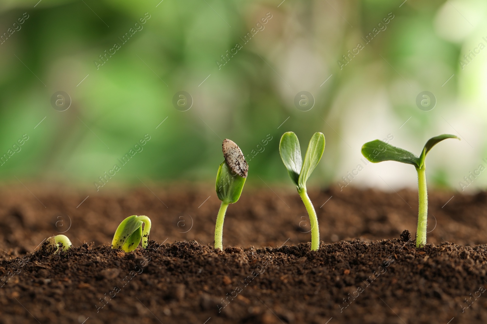 Photo of Little green seedlings growing in soil against blurred background