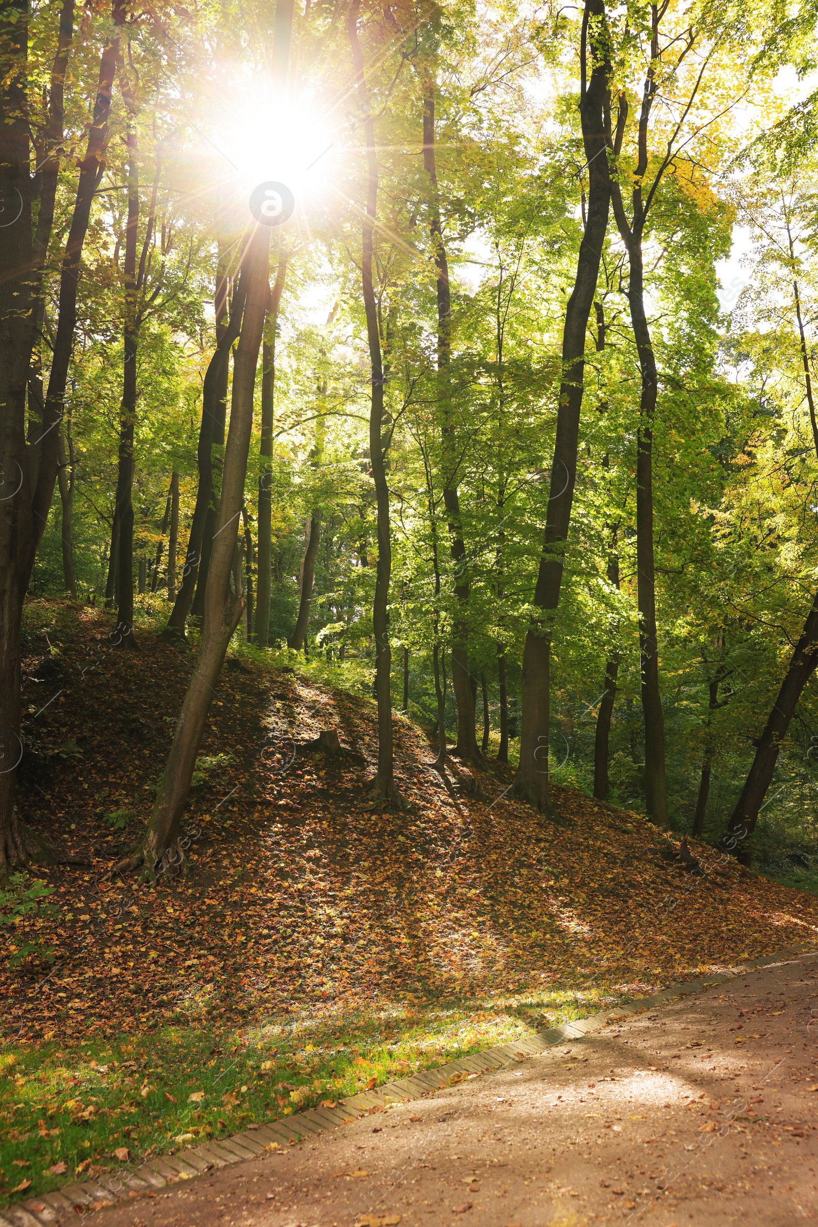 Photo of Pathway, fallen leaves and trees in beautiful park on autumn day