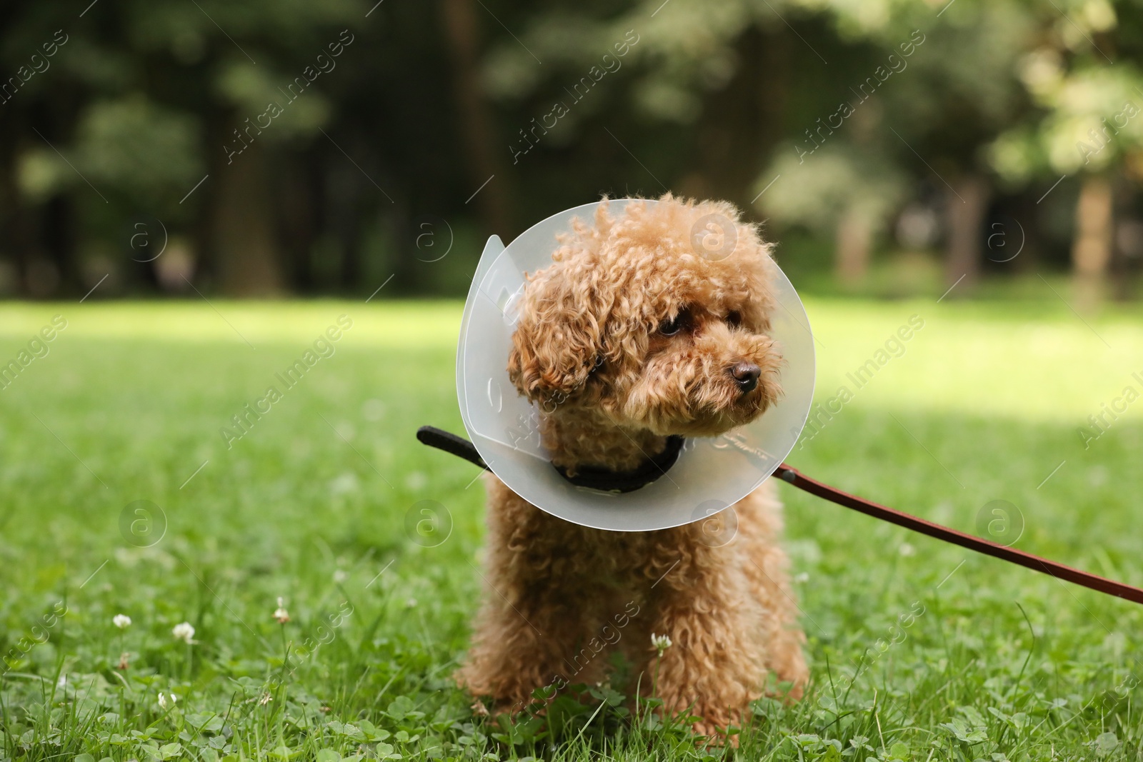 Photo of Cute Maltipoo dog with Elizabethan collar on green grass outdoors