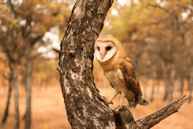 Beautiful common barn owl on tree outdoors