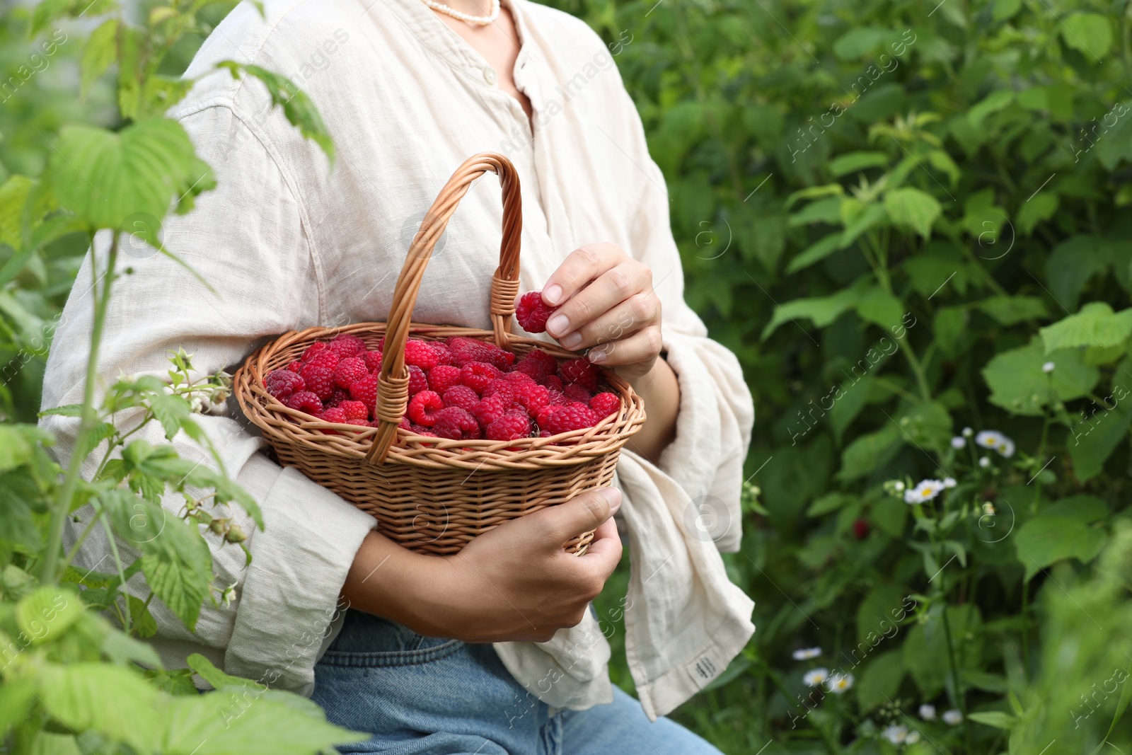 Photo of Woman holding wicker basket with ripe raspberries outdoors, closeup. Space for text