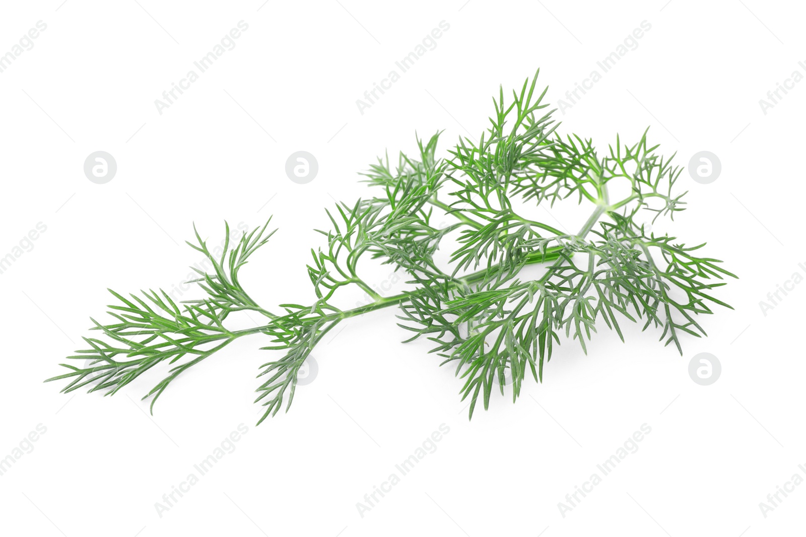 Photo of Sprig of fresh dill isolated on white