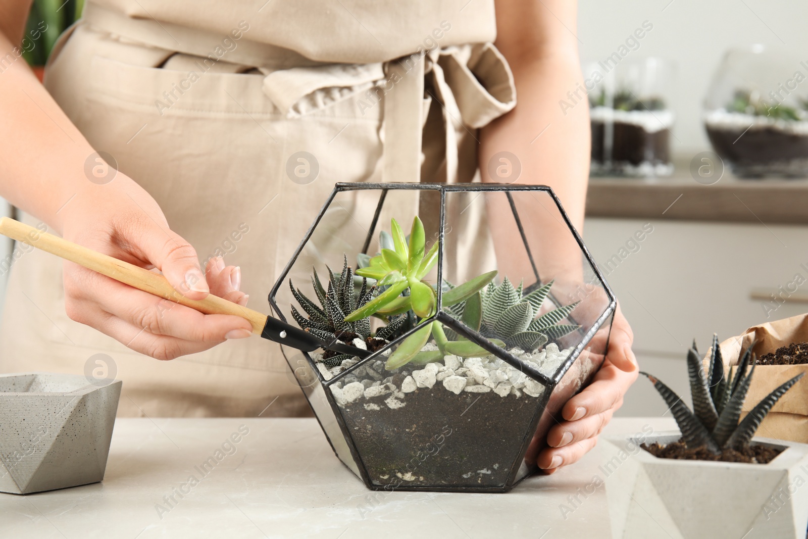 Photo of Young woman making florarium of different succulents at table, closeup